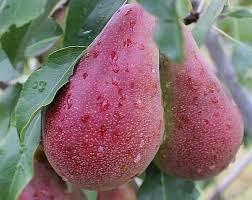 Двохрічна груша (Вересневе Диво)