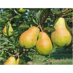 Вільямс Літній