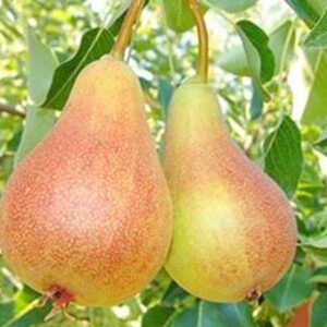 Юнська Лепотіка