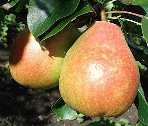 Двохрічна груша (Микола Крюгер)