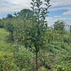 Трьох річні дерева