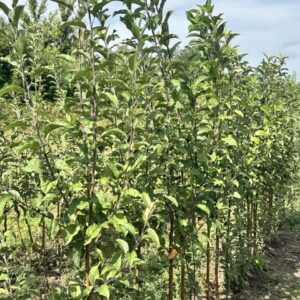 Двох річні дерева