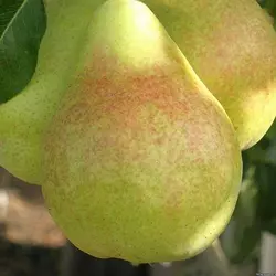 Яблунівська