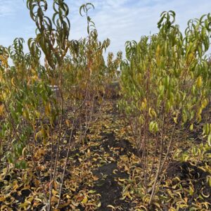 Двохрічні Саджанці Нектарина