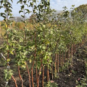 Двохрічні яблуні