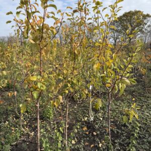 Трьохрічні груші