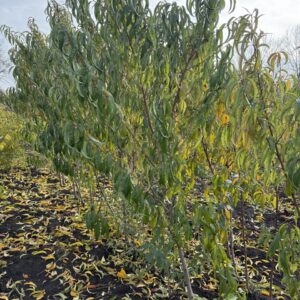 Трьох річні Саджанці Нектарина