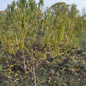 Трьох річні Саджанці Персика