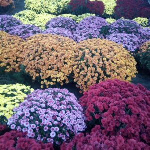 Мульти-флора