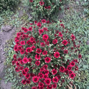 Магдален Ред