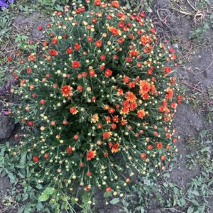 Віваро орандж