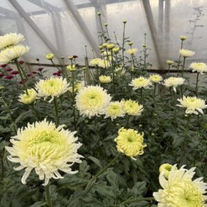 Анастасія Грін