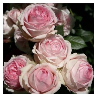 Перша леді (Чайно-гібридна)