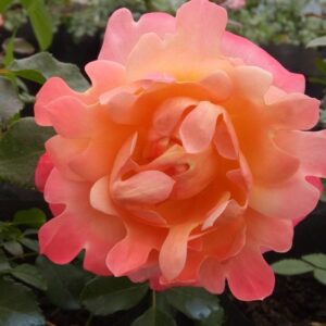 Раффлз Дрім