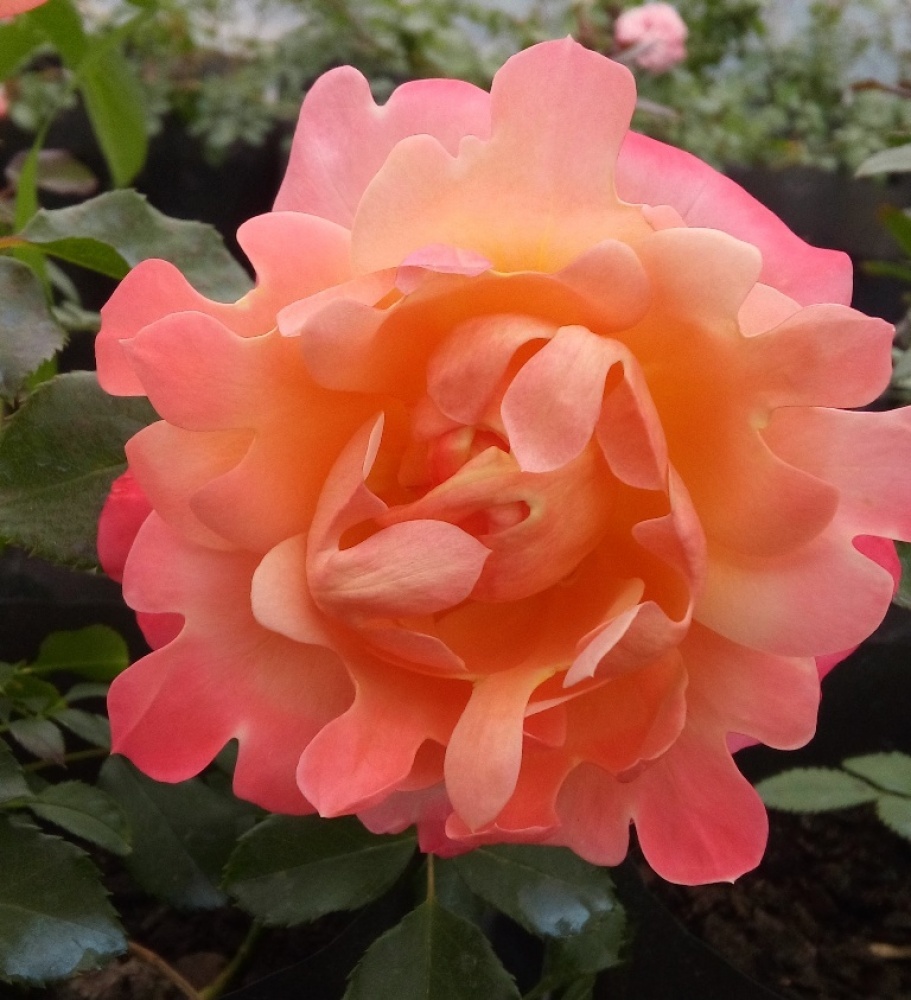 Раффлз Дрім