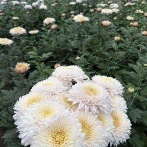 Біла Жемчужина