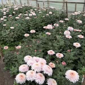 Рожева Жемчужина