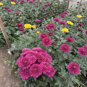 Темно рожема Жемчужина