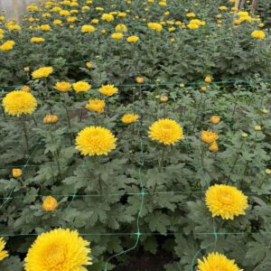 Жовта Жемчужина