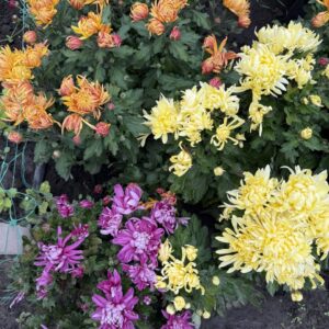 Велико квіткові хризонтеми