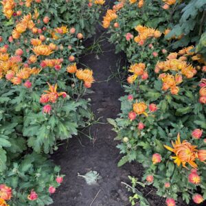 Велико квіткова хризонтема (Помаранчева)