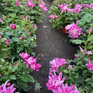 Велико квіткова хризонтема (Рожева)