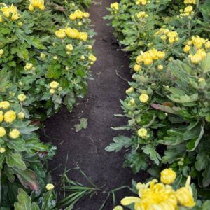 Велико квіткова хризонтема (Жовта)