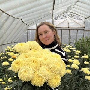 Маточне коріння Зрізних хризантем