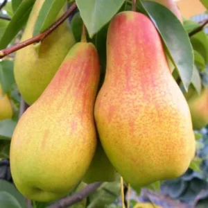 Двохрічна Груша (Абат Фетель)