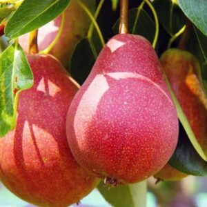 Двохрічна Груша (Блютберне)