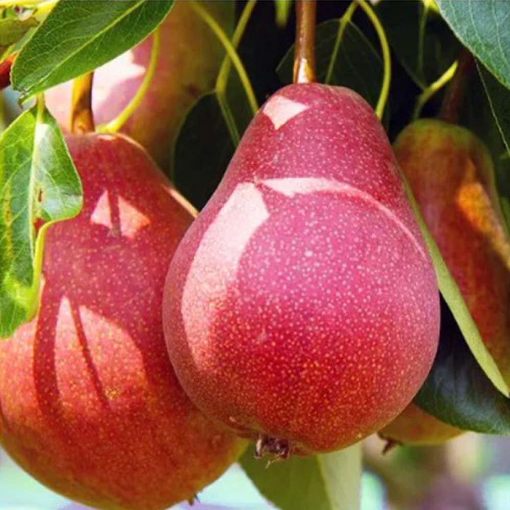 Двохрічна Груша (Блютберне)