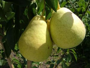 Двохрічна Груша (Директор Альфан)