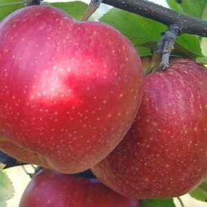 Двохрічна Яблуння (Фуджі Кіку 8)