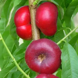 Двохрічний Нектарин (Концентіна)