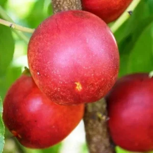 Двохрічний Нектарин (Крим сон Голд)