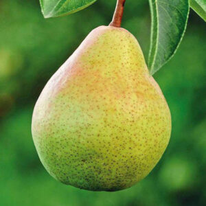 Двохрічна Груша (Мадам Бале)