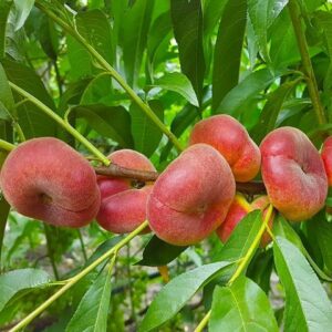 Трьохрічний Персик (Пінк Рінг)