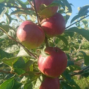 Двохрічна Яблуння (Прима)