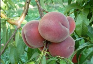Двохрічний Персик (Плане Джим)