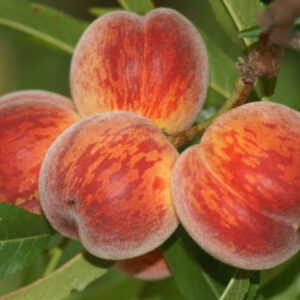 Двохрічний Нектарин (Сатер Крест)