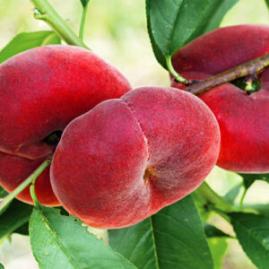 Двохрічний Персик (Сатурн)