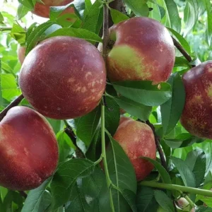 Двохрічний Нектарин (Септембер Квін)