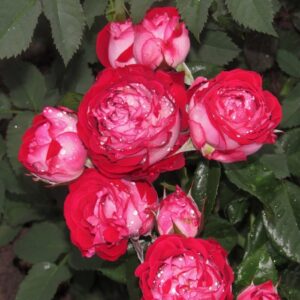 Bi Bubbles (Бі баблз)