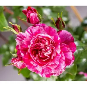 Колібріті Фестиваль