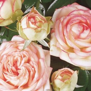 Бідермейер