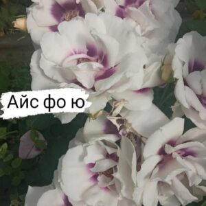 Айс фо ю