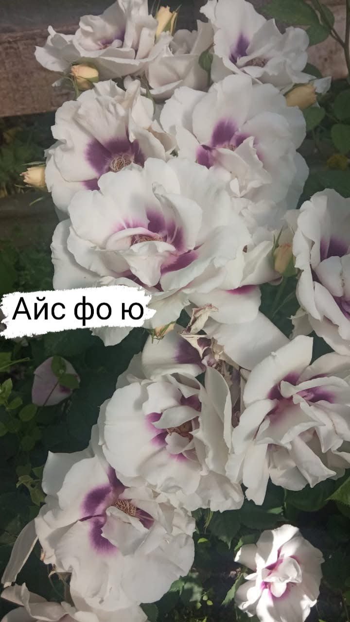 Айс фо ю